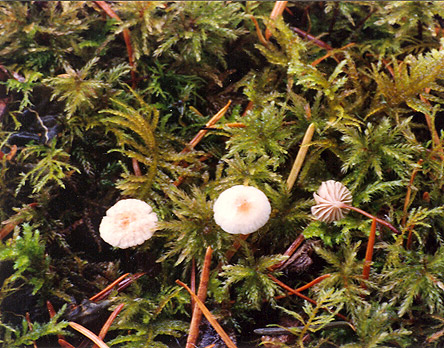 Marasmiellus pluvius